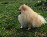 Собаки в Твери: Померанец, 1 руб. - фото 5