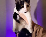 Кошки в Краснодаре: Сонечка ищет верного друга Девочка, Бесплатно - фото 2