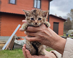Кошки в Москве: Котенок   в добрые руки Девочка, Бесплатно - фото 5
