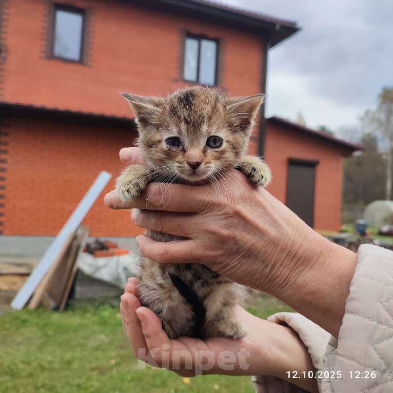 Кошки в Москве: Котенок   в добрые руки Девочка, Бесплатно - фото 5