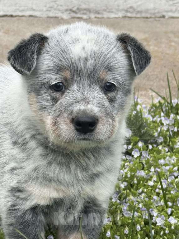 Собаки в Санкт-Петербурге: Девочка- хилер Эврика Девочка, Бесплатно - фото 4