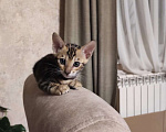Кошки в Ростове-на-Дону: Бенгальские котята Девочка, 13 000 руб. - фото 2