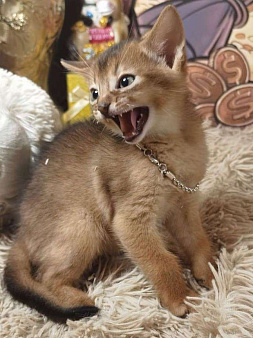 Объявление: Абиссинские клубные котята. Питомник GLAMOROUS ARISTOCRAT , 30 000 руб., Москва