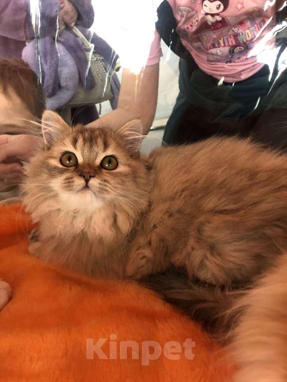 Кошки в Новосибирске: Шотландская кошка Девочка, 15 000 руб. - фото 2