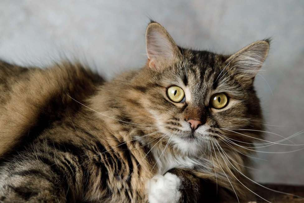 Кошки в Москве: Сибирская кошка-красавица Алиса в дар Девочка, 1 руб. - фото 5