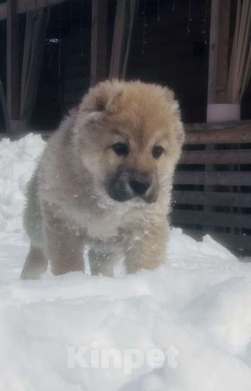 Собаки в Медвежьегорске: Продам щенков Мальчик, Бесплатно - фото 2
