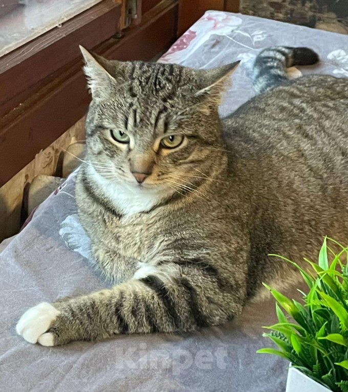 Кошки в Королеве: Котик Элвис ищет дом Мальчик, Бесплатно - фото 5