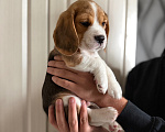 Собаки в Екатеринбурге: Бигль, щенок Мальчик, 55 000 руб. - фото 6