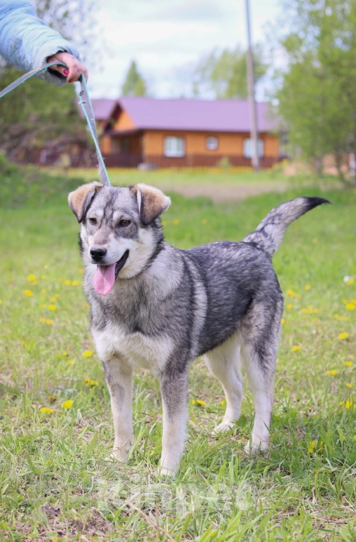 Собаки в Подольске: Собака 2х лет Альфа в добрые руки  Девочка, Бесплатно - фото 3