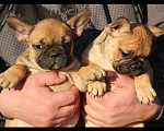 Собаки в Санкт-Петербурге: Щенки французского бульдога Разнополые, 60 000 руб. - фото 2