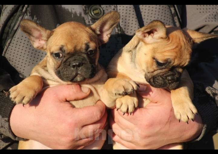 Собаки в Санкт-Петербурге: Щенки французского бульдога Разнополые, 60 000 руб. - фото 2