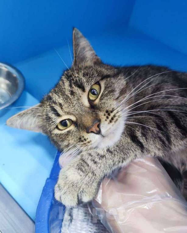 Кошки в Москве: Самая ласковая на свете кошечка живет взаперти 💔 Девочка, Бесплатно - фото 2