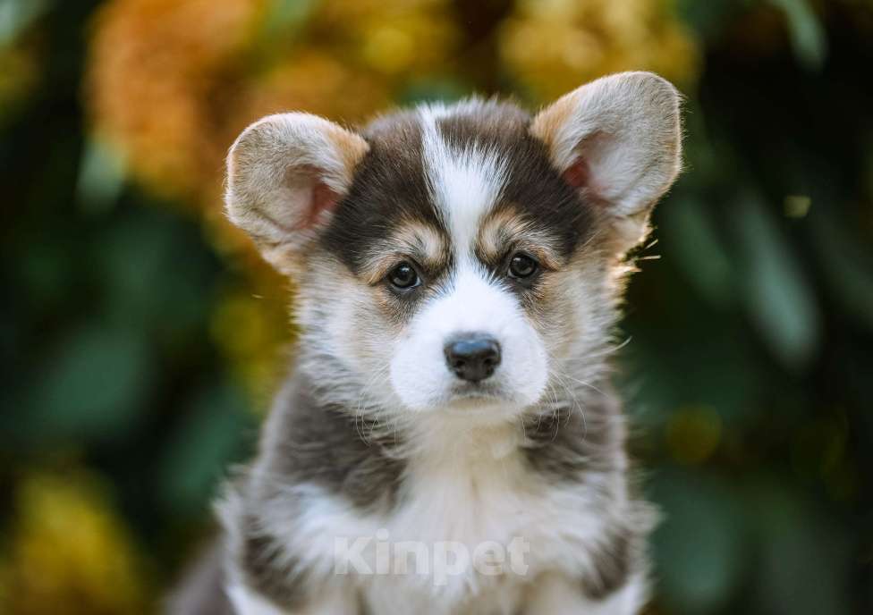 Собаки в Новосибирске: Вельш Корги Пемброк Джуди Хопс Девочка, 65 000 руб. - фото 6