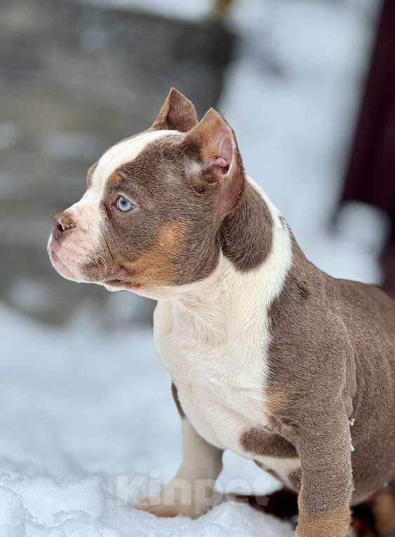 Собаки в других городах Московской области: Предлагаются шикарные малыши Американский Булли разных типов 🤗 Разнополые, Бесплатно - фото 7