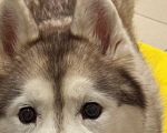 Собаки в Санкт-Петербурге: Хаски Юки ищет дом Девочка, Бесплатно - фото 3