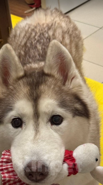 Собаки в Санкт-Петербурге: Хаски Юки ищет дом Девочка, Бесплатно - фото 3