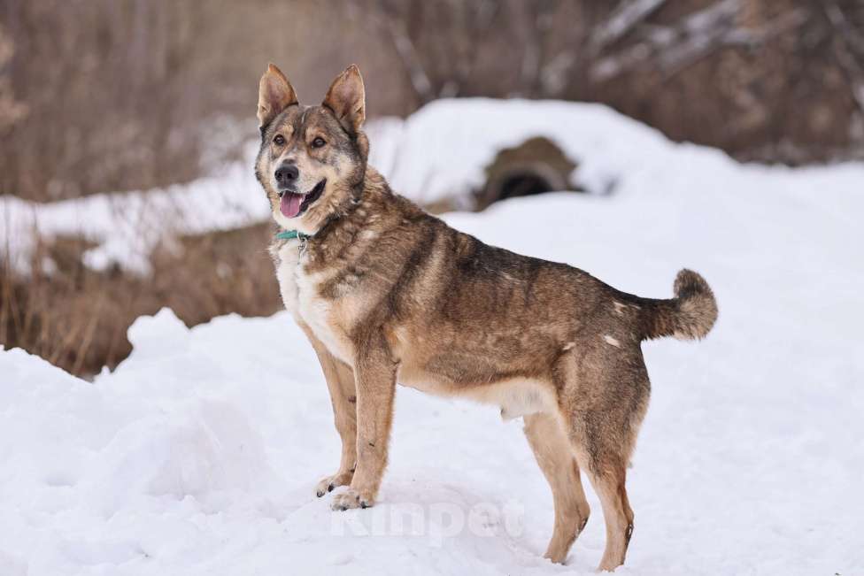 Собаки в Москве: Мэтью Мальчик, Бесплатно - фото 3