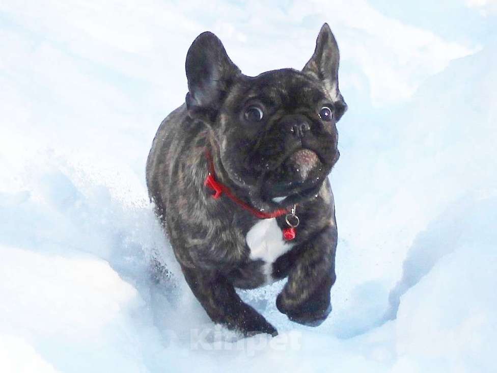 Собаки в Брянске: Французский бульдог девочка Девочка, 45 000 руб. - фото 1