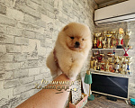 Собаки в Москве: Померанский шпиц толстолапый медвежонок Мальчик, Бесплатно - фото 2