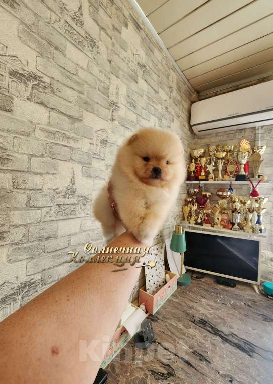 Собаки в Москве: Померанский шпиц толстолапый медвежонок Мальчик, Бесплатно - фото 2