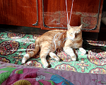 Кошки в Арзамасе: Помогите, пожалуйста найти кота Мальчик, 600 руб. - фото 2