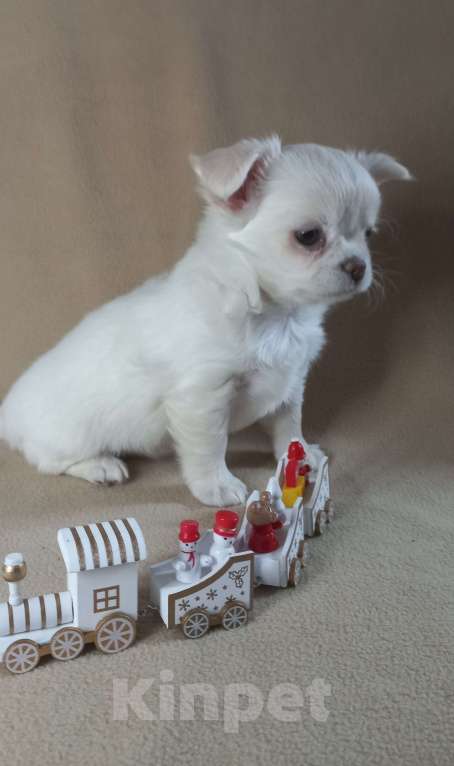 Собаки в Новосибирске: Чихуахуа снежная и очень нежная малышка Девочка, Бесплатно - фото 3