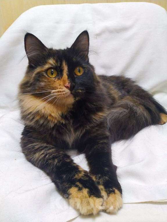 Кошки в Королеве: Кошечка Шелли ищет семью Девочка, Бесплатно - фото 7