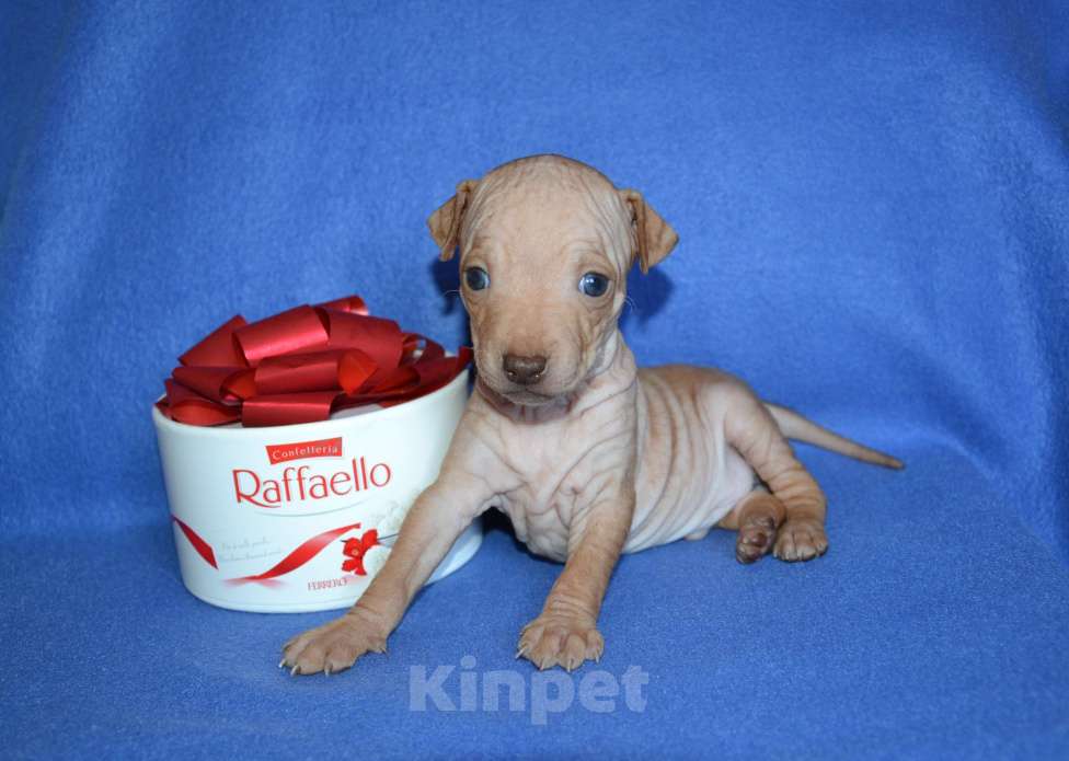 Собаки в Москве: Щенки американского голого терьера  Мальчик, 30 000 руб. - фото 3