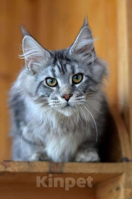 Кошки в Москве: Котенок 4 Мальчик, 1 руб. - фото 3