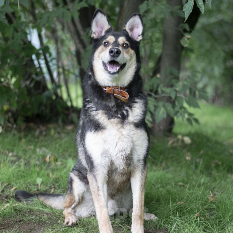 Собаки в Москве: Берн Мальчик, Бесплатно - фото 2
