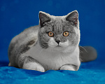 Кошки в Магнитогорске: Coco Marshmallow Девочка, 35 000 руб. - фото 1