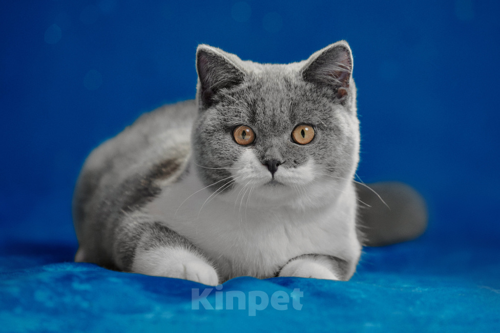 Кошки в Магнитогорске: Coco Marshmallow Девочка, 35 000 руб. - фото 1