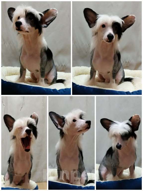 Собаки в Санкт-Петербурге: Голый мальчик Мальчик, Бесплатно - фото 1