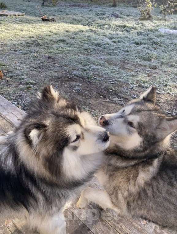 Собаки в других городах Архангельской области: Щенки аляскинского маламута Мальчик, 10 000 руб. - фото 4