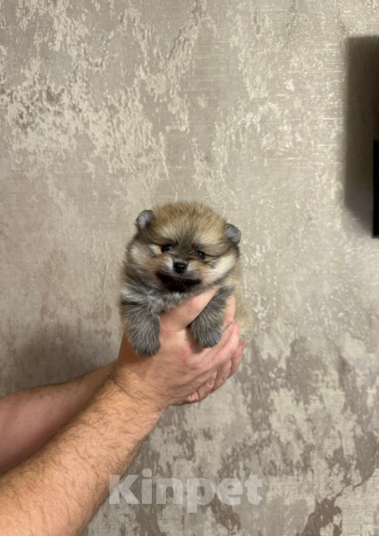 Собаки в Москве: Девочка оранж Девочка, 27 000 руб. - фото 1