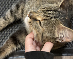 Кошки в Санкт-Петербурге: Кошка очень ласковая, нежная, ручная Девочка, Бесплатно - фото 3