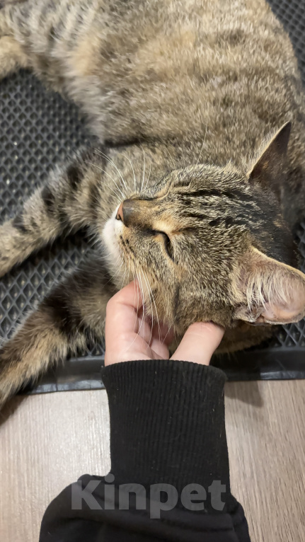 Кошки в Санкт-Петербурге: Кошка очень ласковая, нежная, ручная Девочка, Бесплатно - фото 3