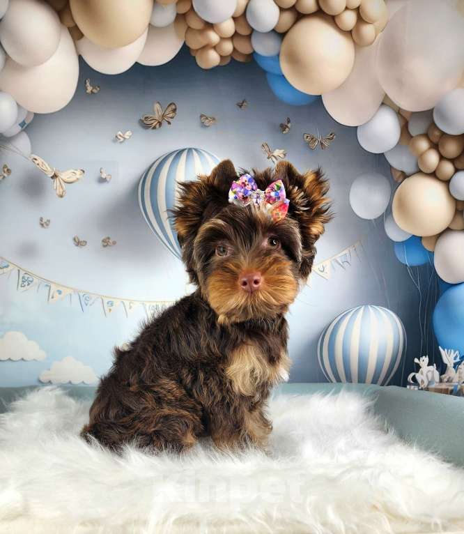 Собаки в Санкт-Петербурге: Девочка куколка Девочка, Бесплатно - фото 3