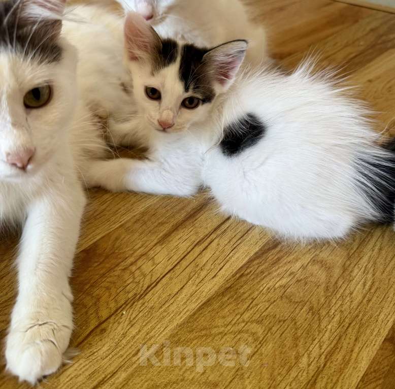 Кошки в Анапе: Продаю котенка породы Турецкий Ван Мальчик, 10 000 руб. - фото 3