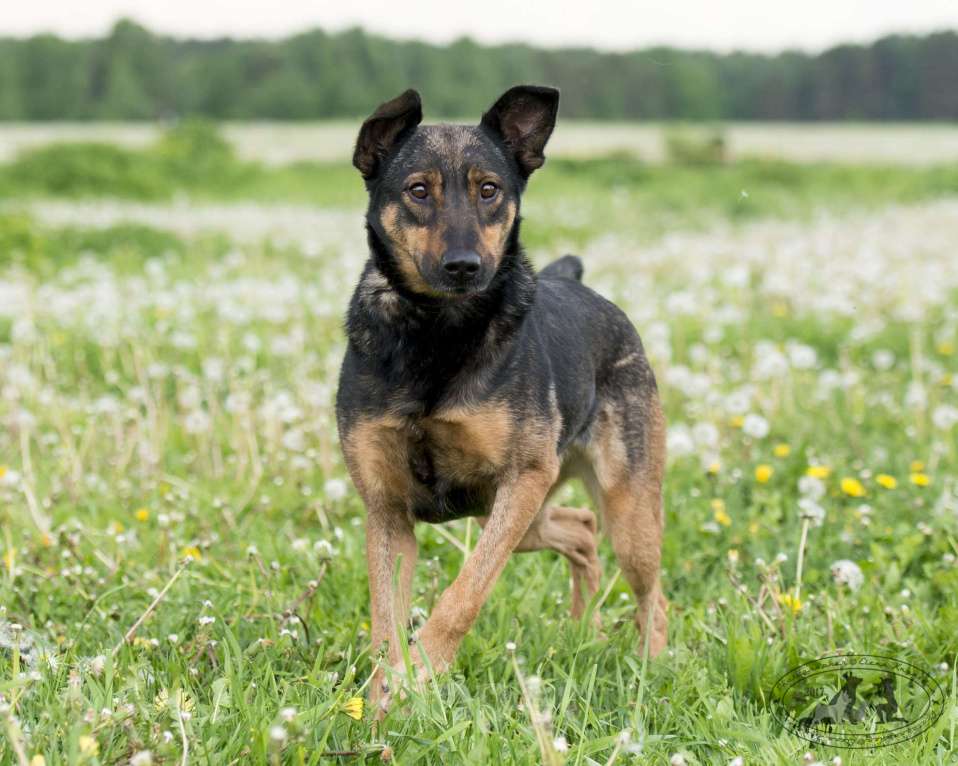 Собаки в Москве: Лютта Девочка, Бесплатно - фото 5