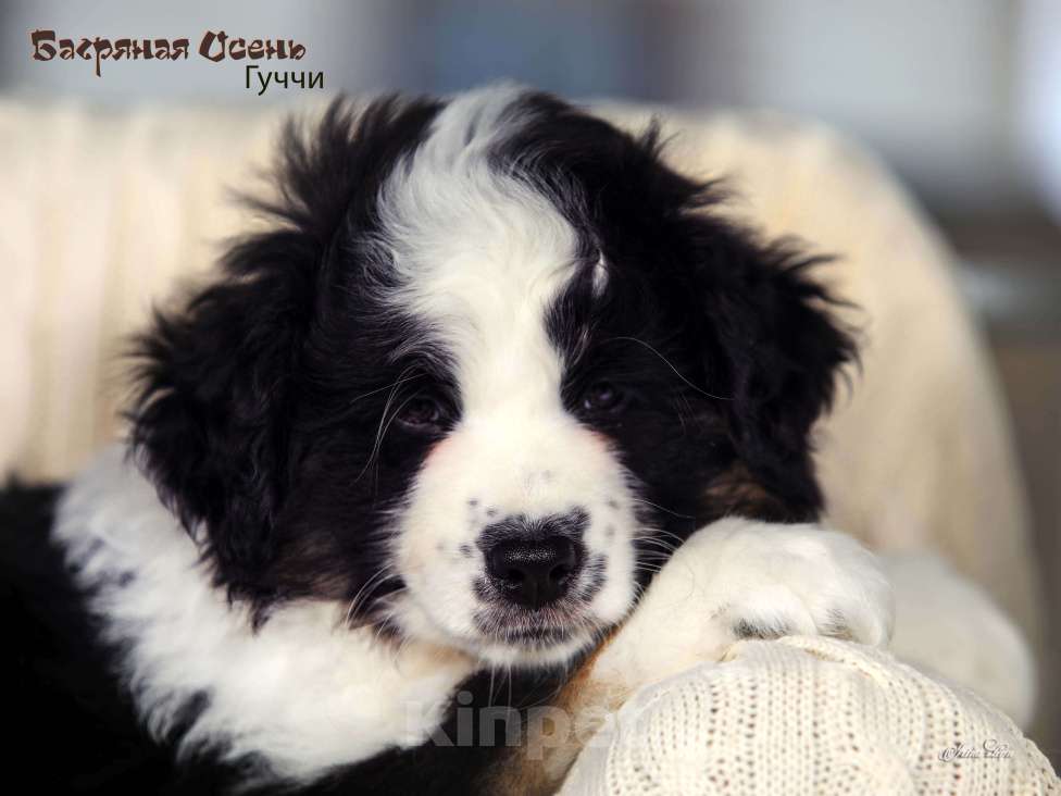 Собаки в других городах Московской области: Продается мальчик миниаусси Мальчик, 60 000 руб. - фото 6