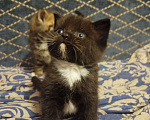 Кошки в Подольске: Британские котята  Девочка, 3 500 руб. - фото 1