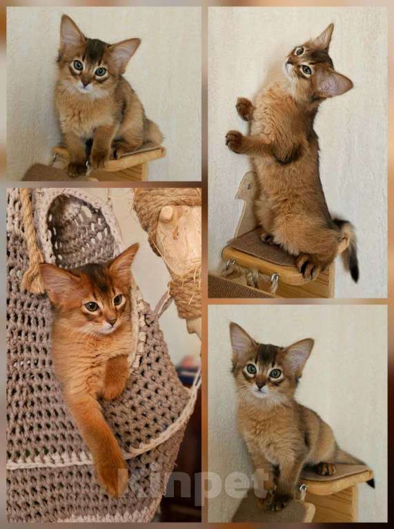 Кошки в Волгограде: Сомалийская кошечка  Девочка, 50 000 руб. - фото 3