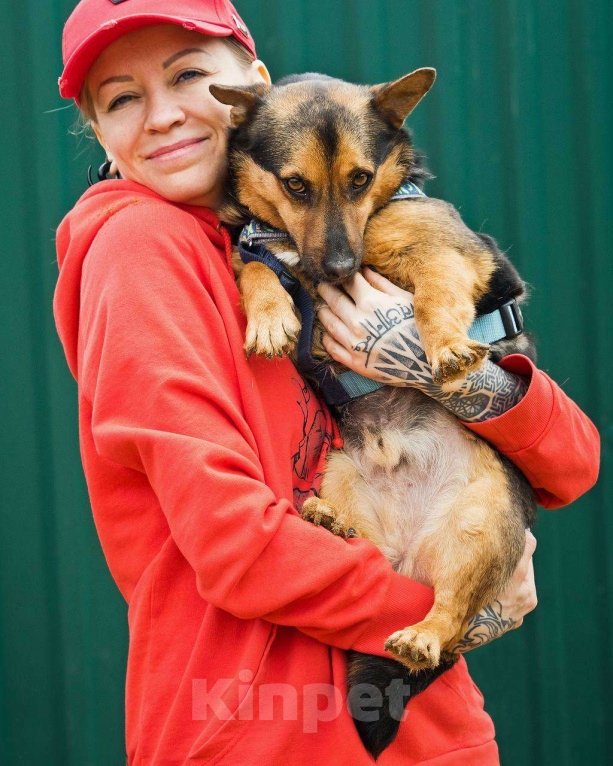 Собаки в других городах Московской области: Брэнди, микро-овчар Мальчик, Бесплатно - фото 8