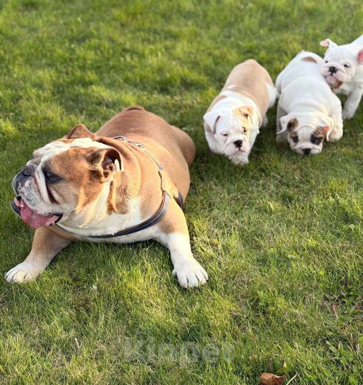 Собаки в Бузулуке: Готовы к переезду в новый дом , щенки (Английского бульдога) родились 3.08.2025  Девочка, 80 000 руб. - фото 5