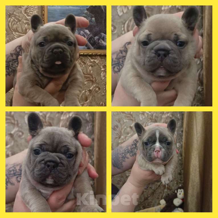 Собаки в Москве: Французский бульдог Мальчик, Бесплатно - фото 4