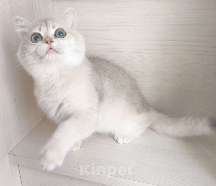 Кошки в Москве: Голубая золотая шиншилла Девочка, 40 000 руб. - фото 2