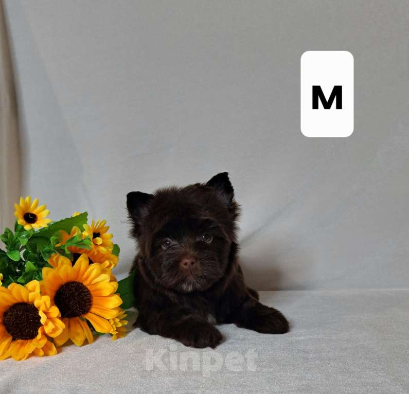 Собаки в Санкт-Петербурге: Шоколадный йорк мальчик  Мальчик, 75 000 руб. - фото 2