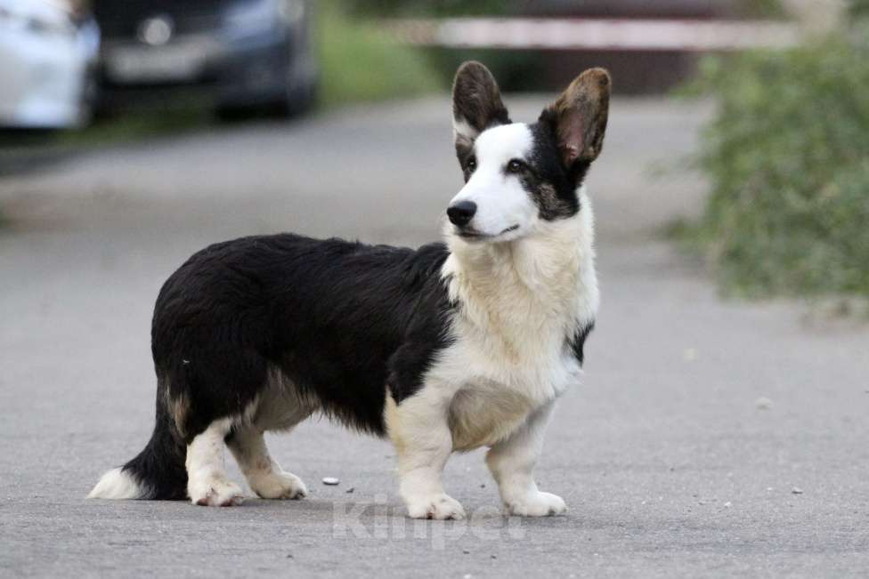 Собаки в Москве: Вельш корги кардиган-мальчик Мальчик, Бесплатно - фото 9