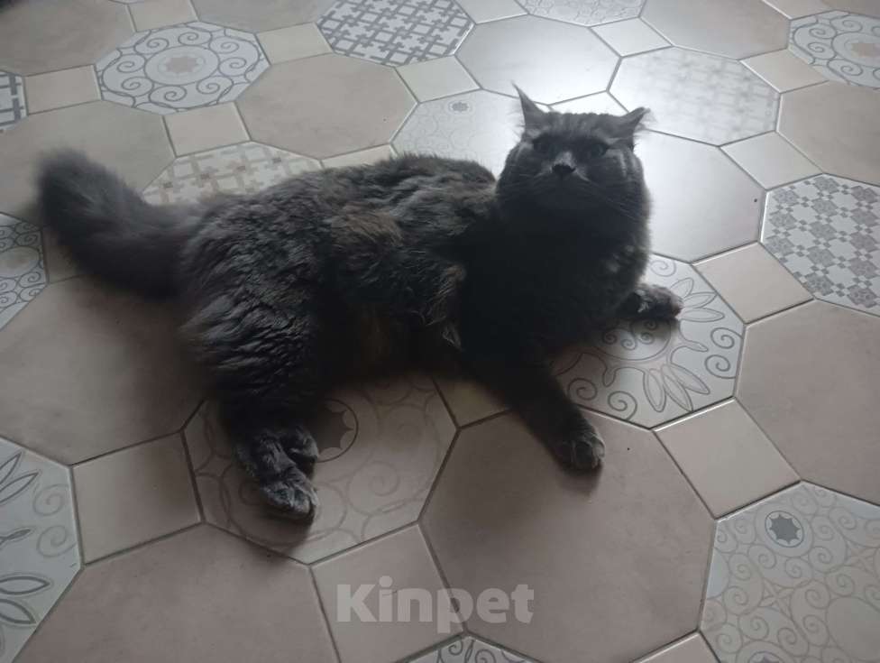Кошки в Красноярске: Отдам кота в добрые руки. Мальчик, Бесплатно - фото 1